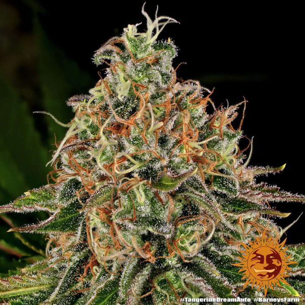 Tangerine Dream Auto - BARNEY'S FARM | TanieSianie.pl