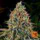 Tangerine Dream Auto - BARNEY'S FARM | TanieSianie.pl