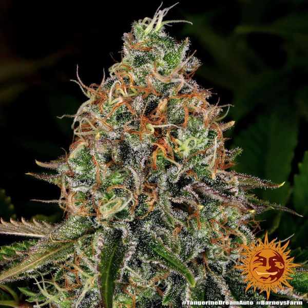 Tangerine Dream Auto - BARNEY'S FARM | TanieSianie.pl