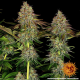 Tangerine Dream Auto - BARNEY'S FARM | TanieSianie.pl