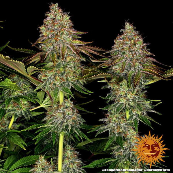 Tangerine Dream Auto - BARNEY'S FARM | TanieSianie.pl