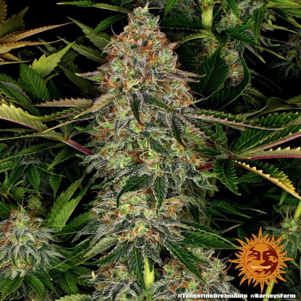 Tangerine Dream Auto - BARNEY'S FARM | TanieSianie.pl