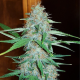 White Widow - ROYAL QUEEN SEEDS | TanieSianie.pl