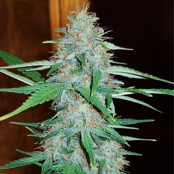 White Widow - ROYAL QUEEN SEEDS | TanieSianie.pl