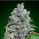 Auto Afghan Mass XXL - 00 SEEDS BANK | TanieSianie.pl