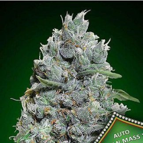 Auto Afghan Mass XXL - 00 SEEDS BANK | TanieSianie.pl