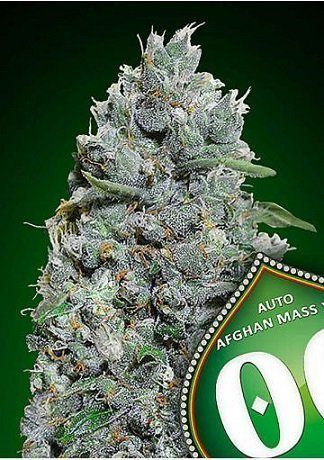 Auto Afghan Mass XXL - 00 SEEDS BANK | TanieSianie.pl