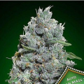 Auto Afghan Mass XXL - 00 SEEDS BANK