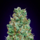 Auto Blueberry - 00 SEEDS BANK | TanieSianie.pl
