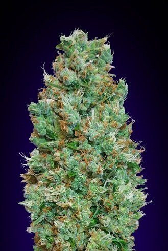 Auto Blueberry - 00 SEEDS BANK | TanieSianie.pl
