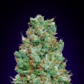 Auto Blueberry - 00 SEEDS BANK
