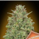 00 Skunk - 00 SEEDS BANK | TanieSianie.pl