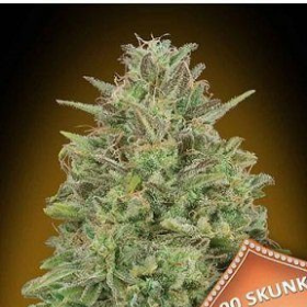 00 Skunk - 00 SEEDS BANK | TanieSianie.pl