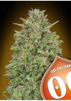 00 Skunk - 00 SEEDS BANK | TanieSianie.pl