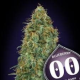 Blueberry - 00 SEEDS BANK | TanieSianie.pl