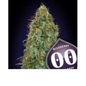 Blueberry - 00 SEEDS BANK | TanieSianie.pl