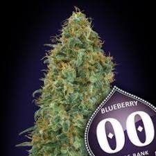 Blueberry - 00 SEEDS BANK | TanieSianie.pl