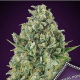 Critical Poison - 00 SEEDS BANK | TanieSianie.pl