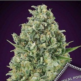 Critical Poison - 00 SEEDS BANK | TanieSianie.pl