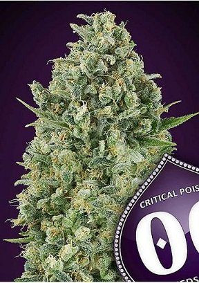 Critical Poison - 00 SEEDS BANK | TanieSianie.pl