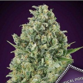 Critical Poison - 00 SEEDS BANK