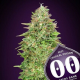 Critical Poison Fast Version - 00 SEEDS BANK | TanieSianie.pl