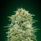 White Widow CBD - 00 SEEDS BANK | TanieSianie.pl