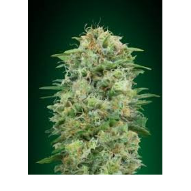 White Widow CBD - 00 SEEDS BANK | TanieSianie.pl
