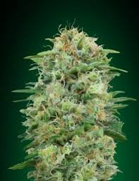 White Widow CBD - 00 SEEDS BANK | TanieSianie.pl