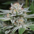 Gorilla - DINAFEM