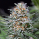 Quick Critical + - DINAFEM | TanieSianie.pl
