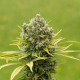 Dinamed CBD Plus - DINAFEM | TanieSianie.pl