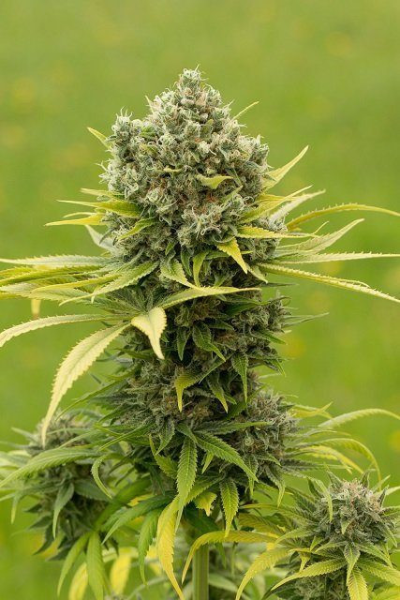 Dinamed CBD Plus - DINAFEM | TanieSianie.pl