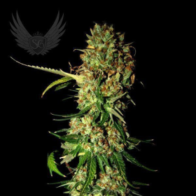 AK 470 Auto - SENSI GENETICS | TanieSianie.pl