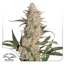 Critical Orange Punch - DUTCH PASSION | TanieSianie.pl