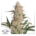 Critical Orange Punch - DUTCH PASSION