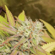 Critical Orange Punch - DUTCH PASSION | TanieSianie.pl