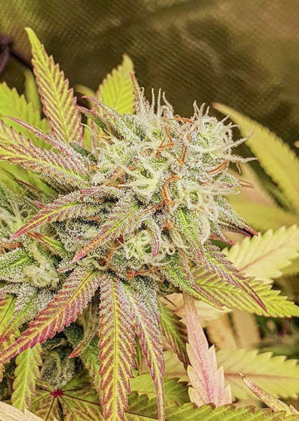 Critical Orange Punch - DUTCH PASSION | TanieSianie.pl