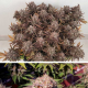 Critical Orange Punch - DUTCH PASSION | TanieSianie.pl