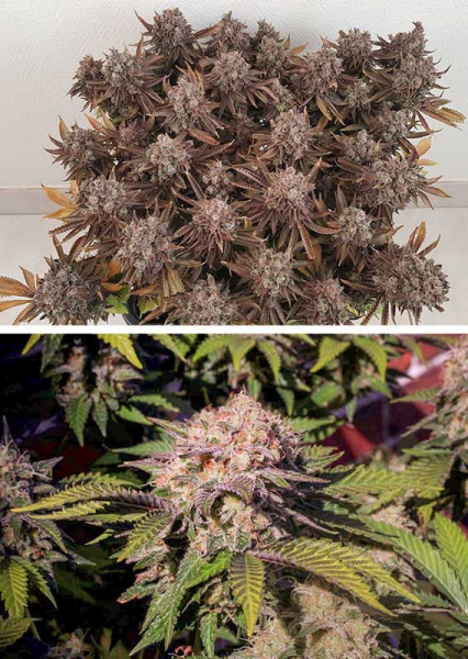 Critical Orange Punch - DUTCH PASSION | TanieSianie.pl