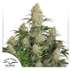 Auto Critical Orange Punch - DUTCH PASSION | TanieSianie.pl