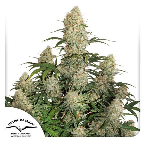 Auto Critical Orange Punch - DUTCH PASSION | TanieSianie.pl
