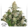 Auto Critical Orange Punch - DUTCH PASSION