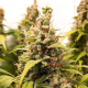 Auto Critical Orange Punch - DUTCH PASSION | TanieSianie.pl