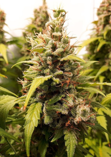 Auto Critical Orange Punch - DUTCH PASSION | TanieSianie.pl