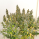 Auto Critical Orange Punch - DUTCH PASSION | TanieSianie.pl