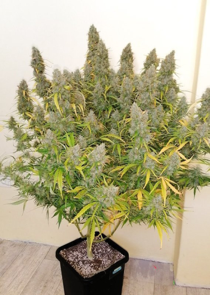 Auto Critical Orange Punch - DUTCH PASSION | TanieSianie.pl