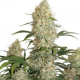Auto Critical Orange Punch - DUTCH PASSION | TanieSianie.pl