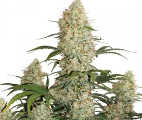 Auto Critical Orange Punch - DUTCH PASSION | TanieSianie.pl