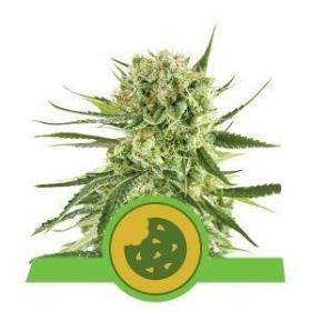 Royal Cookies Automatic - ROYAL QUEEN SEEDS | TanieSianie.pl